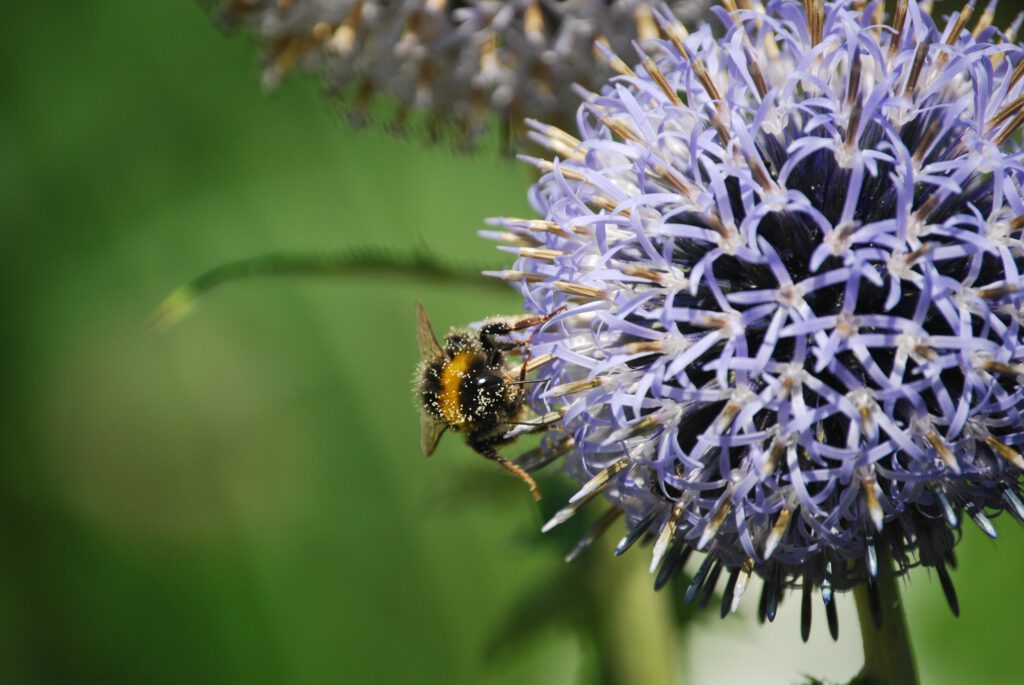 pollen in het voorjaar