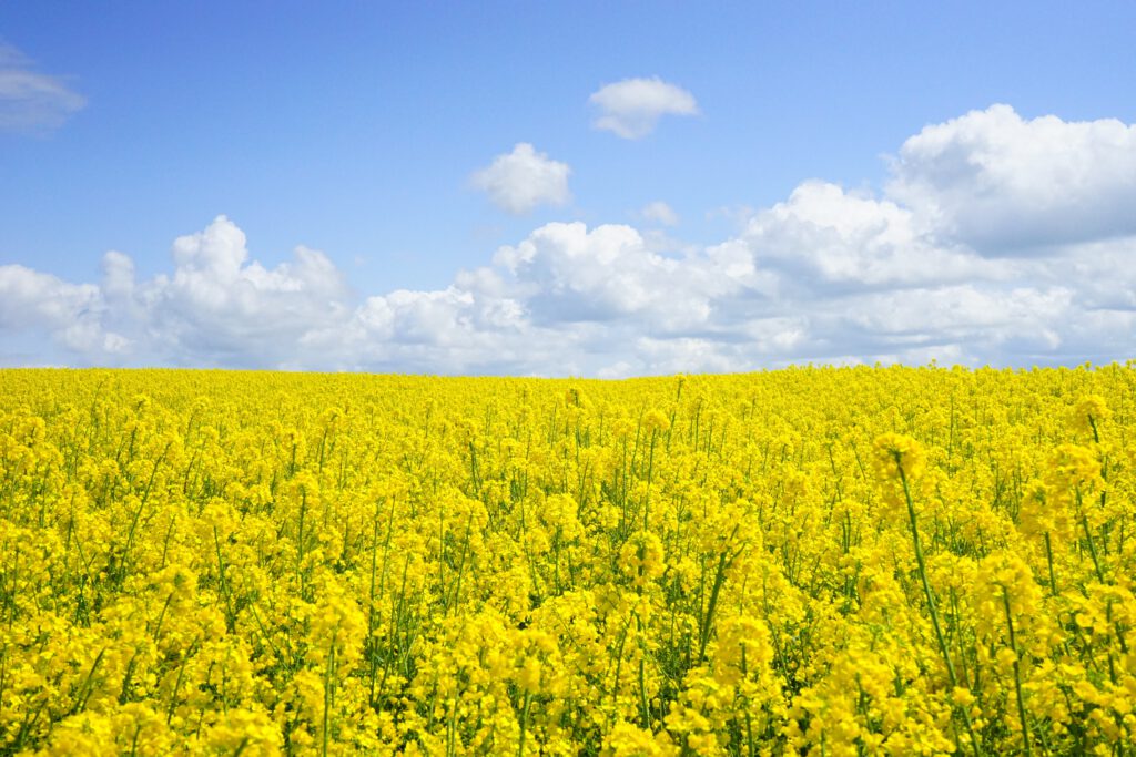 hooikoorts bloei pollen